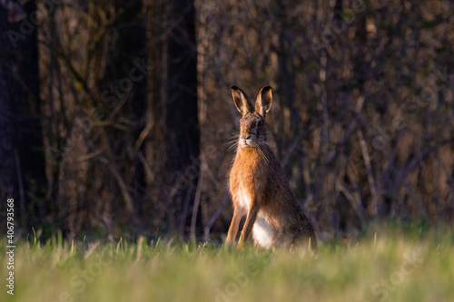 Hare in the wild © Robert