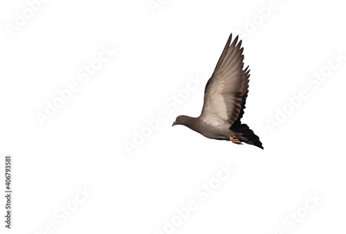 Flying pigeons isolated on white background. Clipping path. Shadow