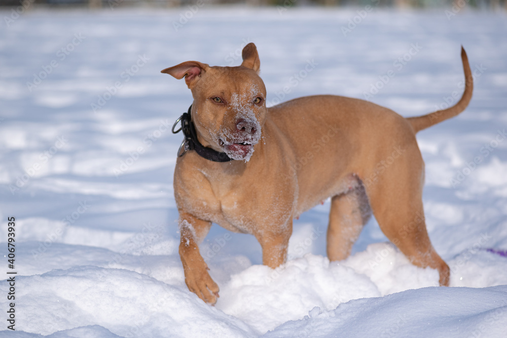 American Pit Bull Terrier running in the snow in the park in winter.