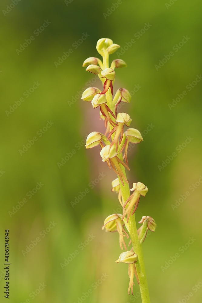 Orchis homme pendu Orchis homme pendu
