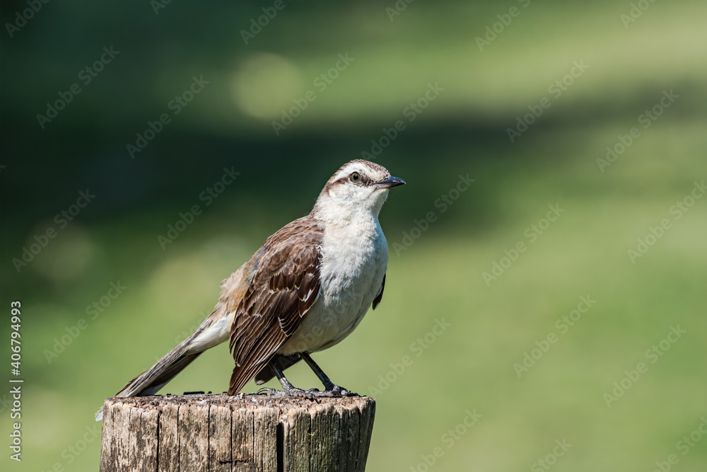 Obraz premium Chalk-browed Mockingbird (Mimus saturninus) in park, Buenos Aires, Argentina