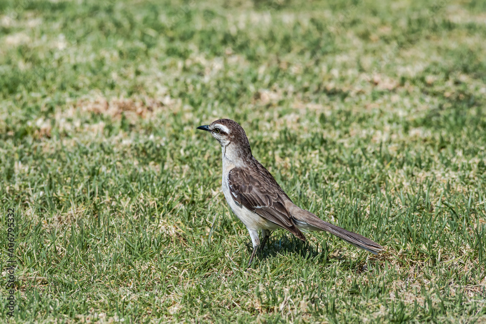 Fototapeta premium Chalk-browed Mockingbird (Mimus saturninus) in park, Buenos Aires, Argentina