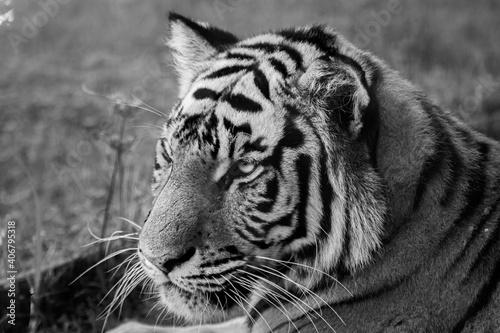 tiger portrait - black and white