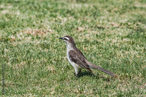 Chalk-browed Mockingbird (Mimus saturninus) in park, Buenos Aires, Argentina photo