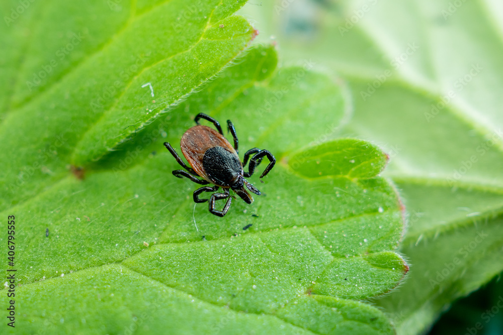 a tick on a green leaf. The tick is a very dangerous parasitic animal a tick on a green leaf. The tick is a very dangerous parasitic animal