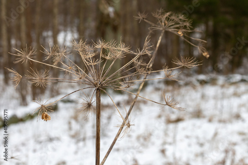 Close up of dry reeds with a blurry winter background