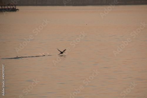 Bild auf Leinwand pato aterrizando en lago