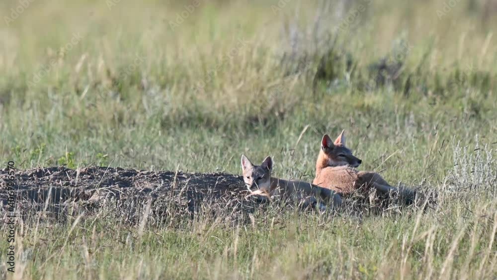 Swift fox kits at their den in the Canadian wilderness Swift fox kits at their den in the Canadian wilderness