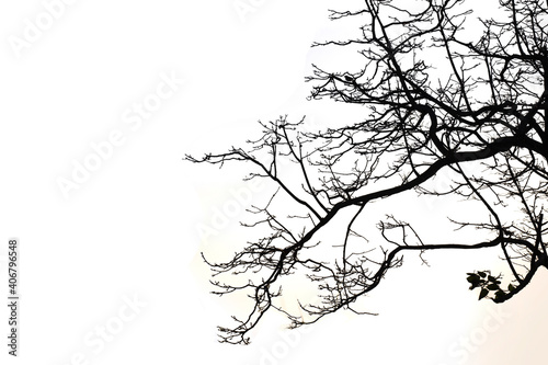 Dead branches isolate on white background. Clipping path.