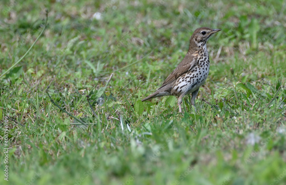 thrush running across the lawn for worms thrush running across the lawn for worms