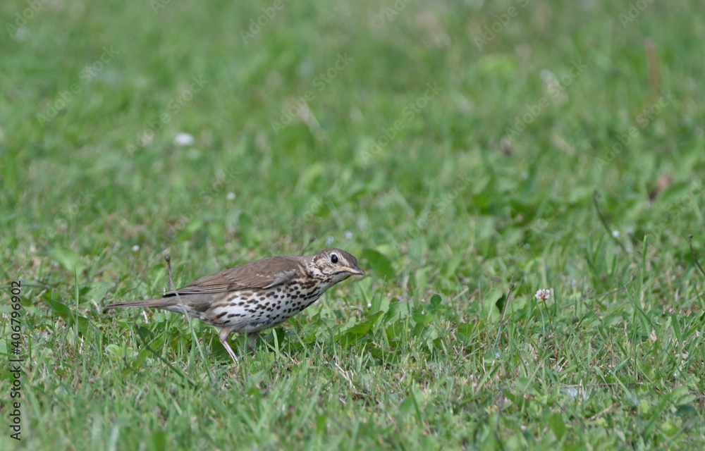 thrush running across the lawn for worms thrush running across the lawn for worms