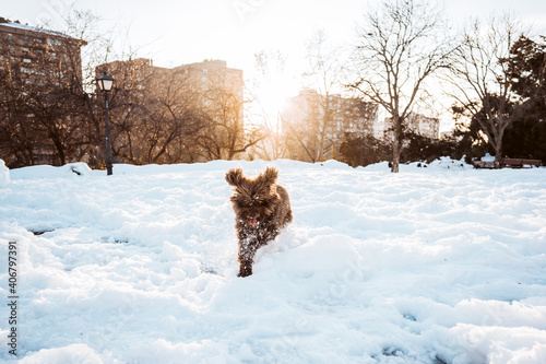 Fototapeta Naklejka Na Ścianę i Meble -  .Brown spanish water dog enjoying the great snowfall that fell in Madrid. Historic snow storm in the city. Sunset