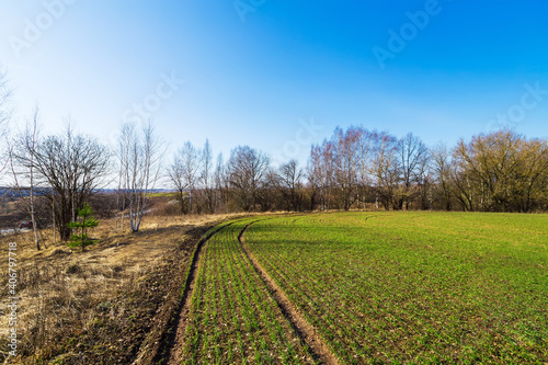 Young sprouts of winter wheat of grain crops. Young green sprouts line. Fertile agricultural land. Symmetrical lines of shoots of grain crops. field of young wheat, barley, rye