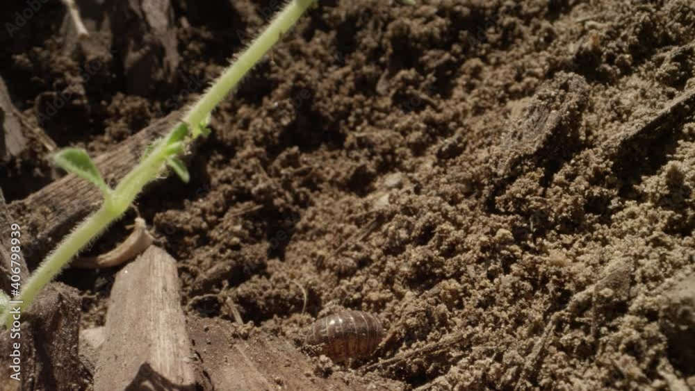 Pill bug rolls from back to legs and walks off macro shot of insect in nature
