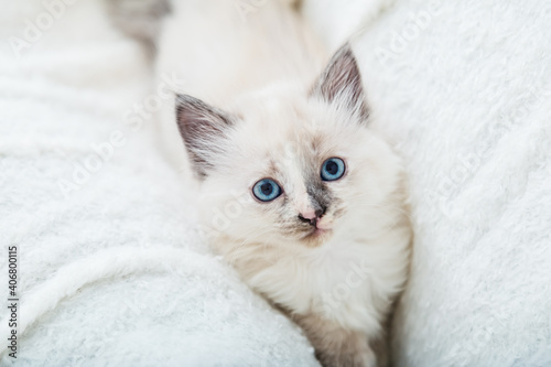Portrait of beautiful fluffy white kitten with blue eyes on white blanket. Cat animal baby kitten with big eyes sits on white plaid and looking in camera