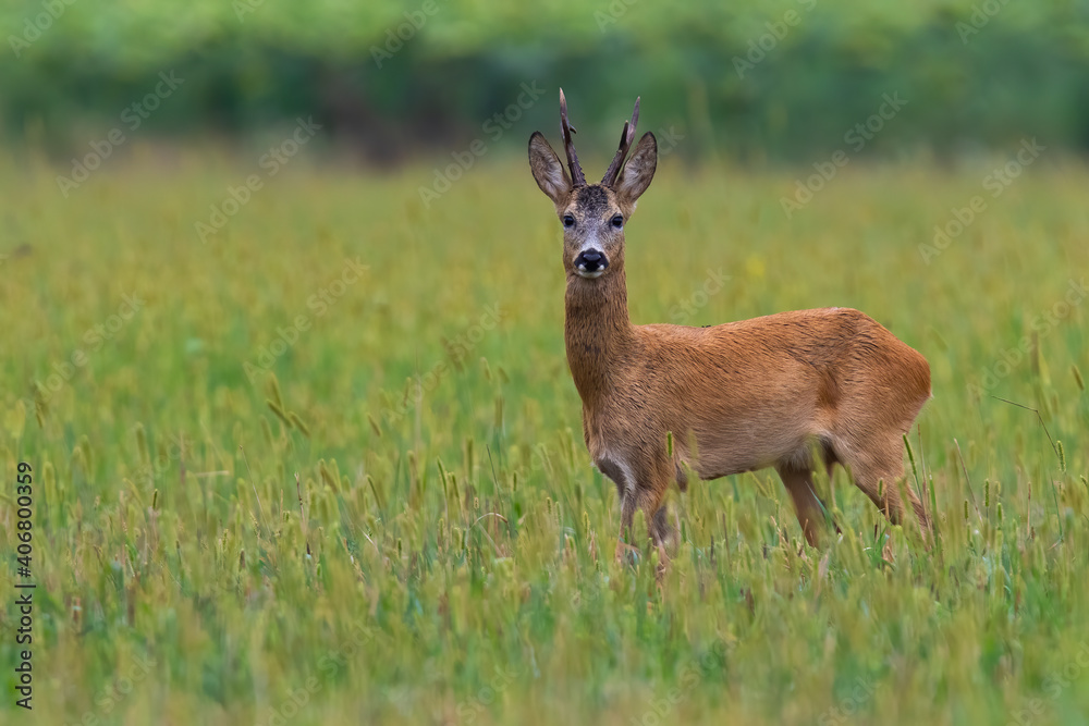 Roe deer, capreolus capreolus, watching on pasture in summer with copy space. Buck standing on agriculturual field from side view. Animal with antlers looking on meadow. Roe deer, capreolus capreolus, watching on pasture in summer with copy space. Buck standing on agriculturual field from side view. Animal with antlers looking on meadow.