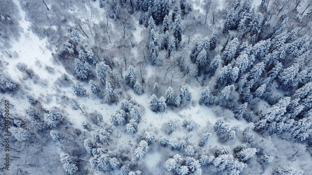 Fototapeta premium Snowed Forest Aerial View - Drone view of the Snowed Trees