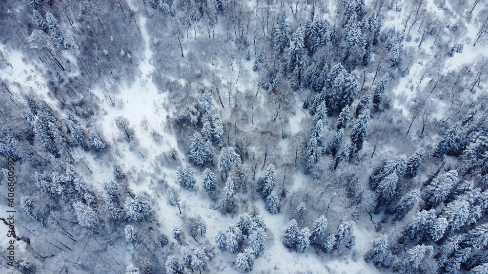 Fototapeta Snowed Forest Aerial View - Drone view of the Snowed Trees
