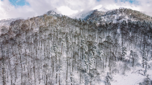 Snowed Forest Aerial View - Drone view of the Snowed Trees