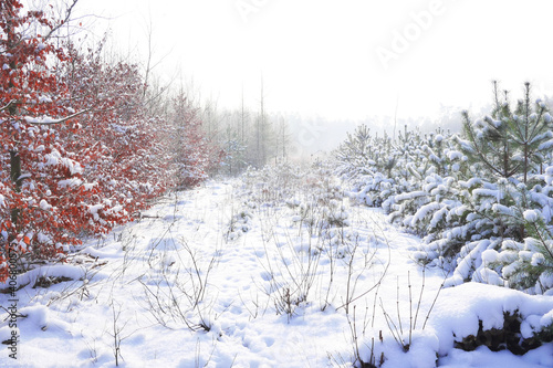 Young wood covered in snow