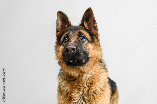 shepherd dog on a neutral background