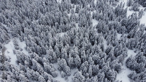Snowed Forest Aerial View - Drone view of the Snowed Trees