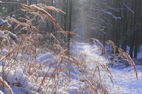 Frozen grass in the wintery wood