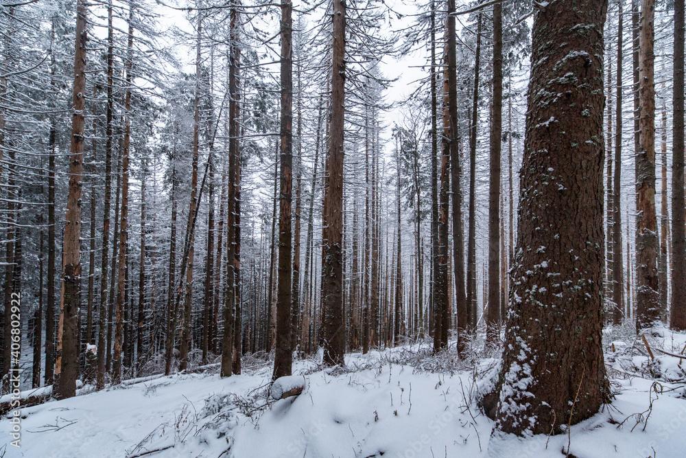 Winter forest Winter forest