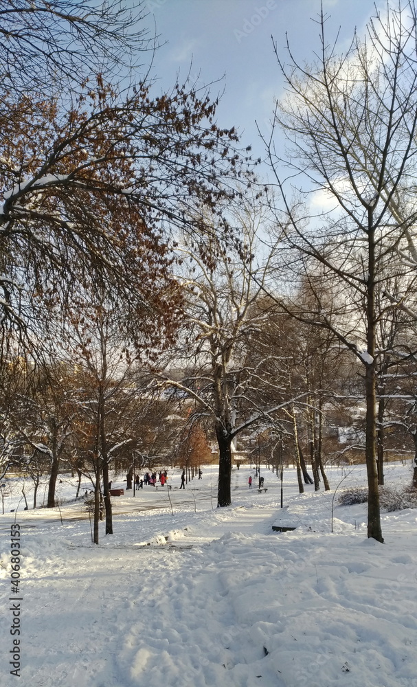 Trees and people in the city park in winter in frosty weather Trees and people in the city park in winter in frosty weather