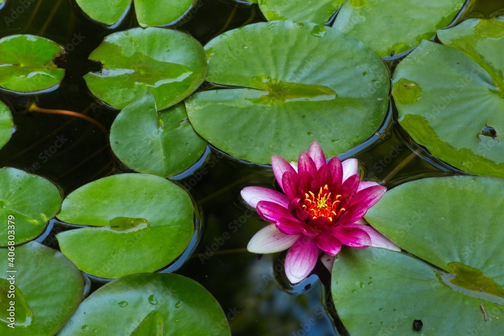 Lonely water lily among branches in a pond Lonely water lily among branches in a pond