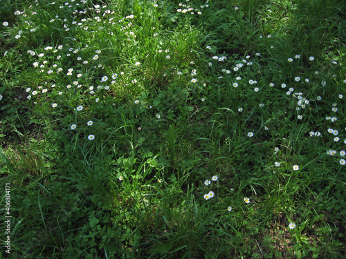 spring lawn grass with liquid daisies