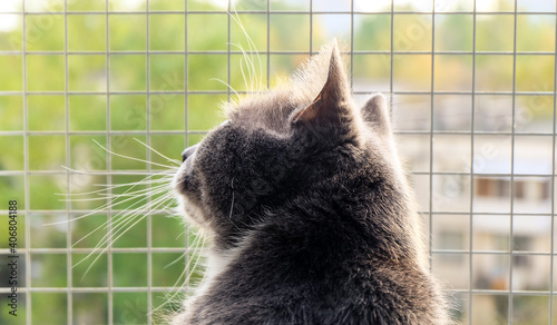 A grey cat looks out into the summer green street through an open window with a safety grating