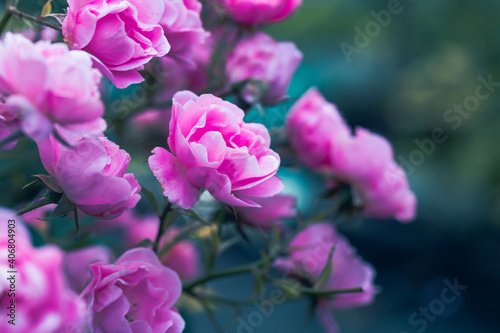 Pink roses on blue background. Soft natural backdrop. Pink petals. Beautiful flower blossoms. Decorative rose bush. Festive delicate floral wallpaper © Inna