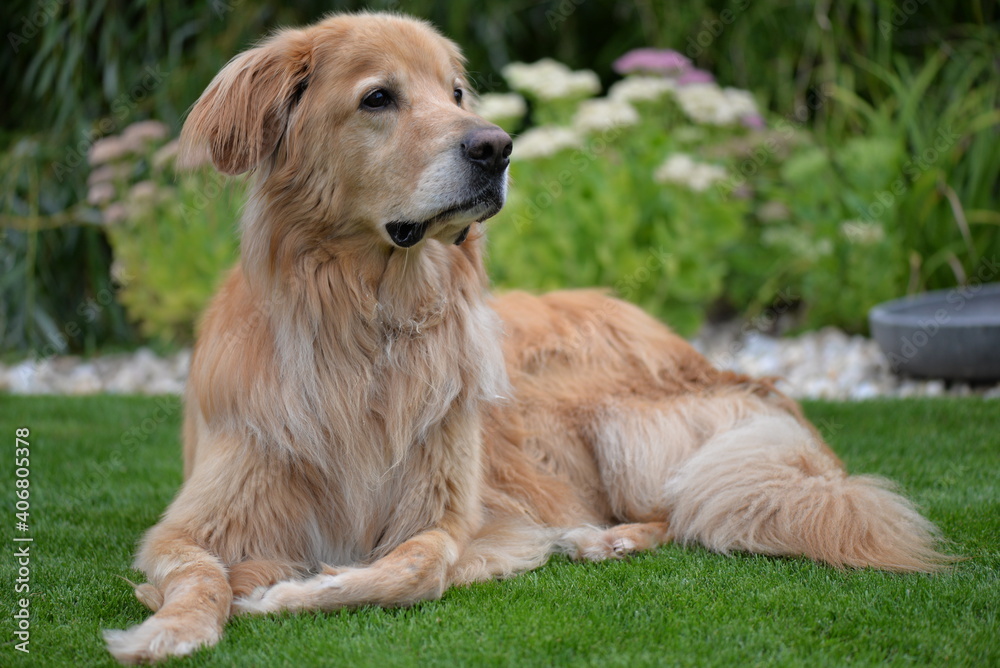Golden Hovawart dog resting in the garden Golden Hovawart dog resting in the garden