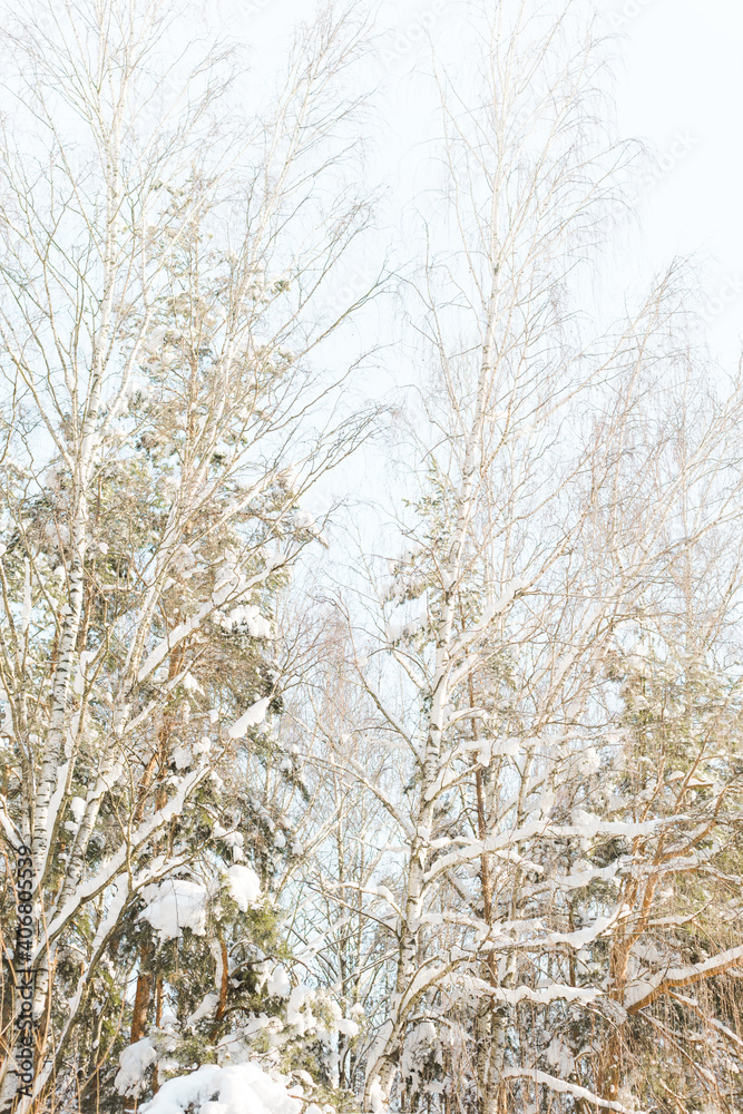 Fototapeta premium winter forest in the snow