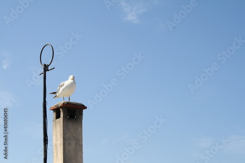 Seagull in a chymney