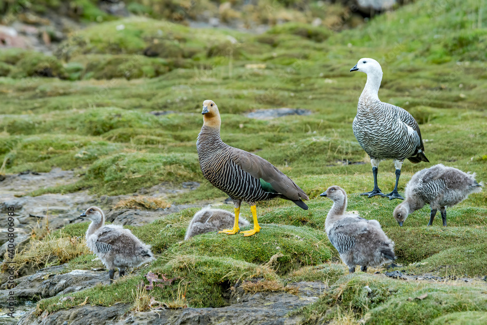 Family of Upland Geese (Chloephaga picta) on lake in Ushuaia area, Land of Fire (Tierra del Fuego), Argentina Family of Upland Geese (Chloephaga picta) on lake in Ushuaia area, Land of Fire (Tierra del Fuego), Argentina