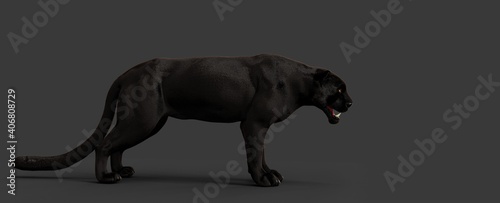 Powerful Black Panther with gold color eyes on a gray back ground  © Mandeep