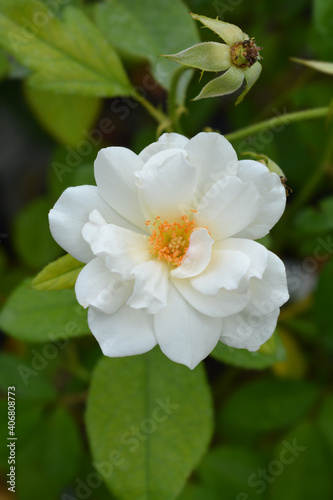 Iceberg rose