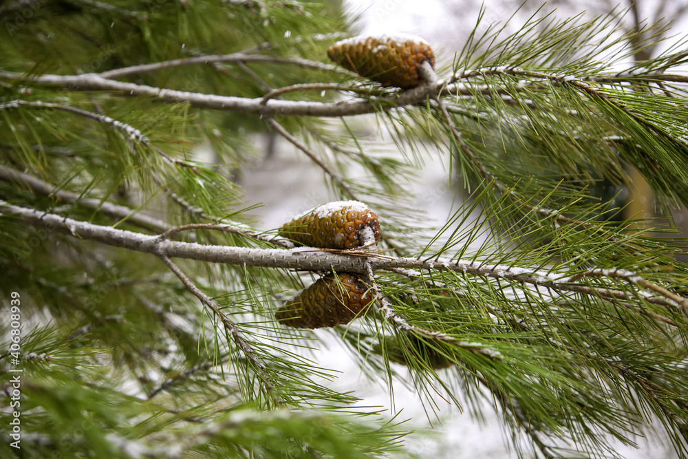 Fototapeta premium Snowy winter pine