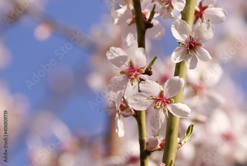 almond blossom photo