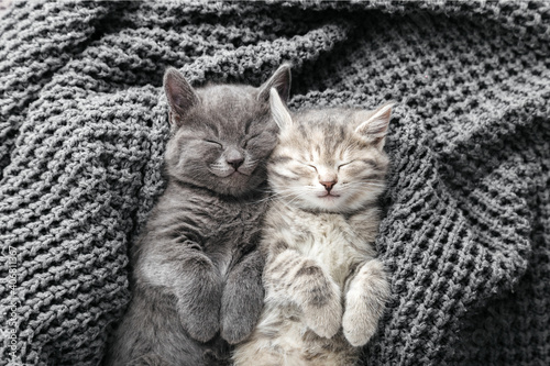 Couple cute kittens in love sleeping on gray soft knitted blanket. Cats rest napping on bed. Feline love and friendship on valentine day. Comfortable pets sleep at cozy home. Top view © Beton Studio