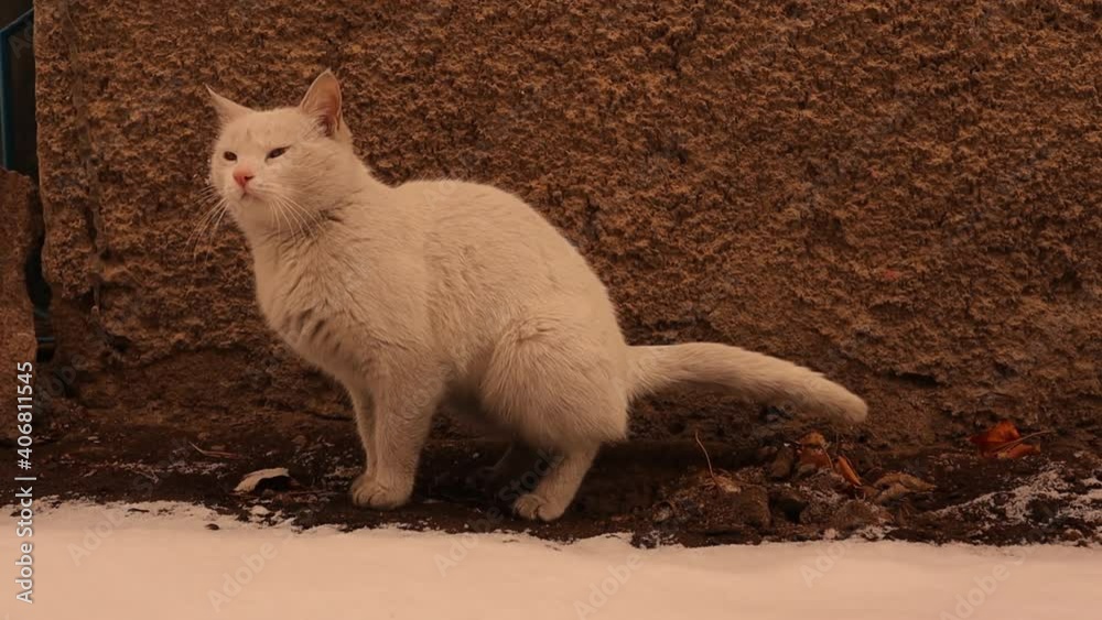 a cat is pooping in the outdoors. cat taking a dump, crap, shit, poop
