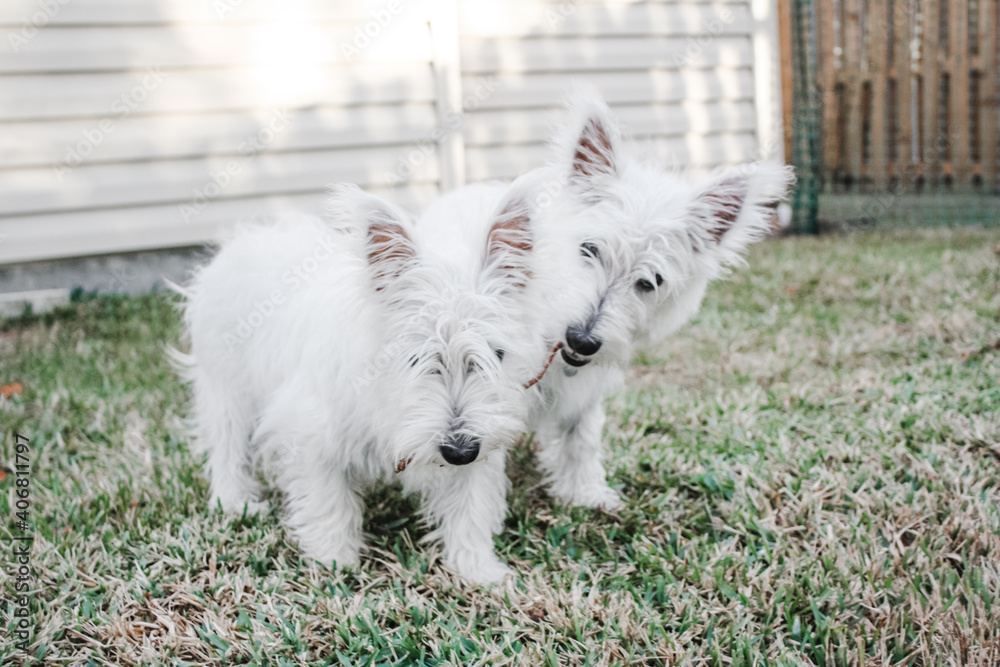 Two young west highland white terriers Two young west highland white terriers
