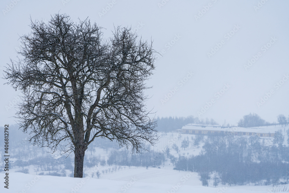 Kahler Baum im Winter bei Scharten in Oberösterreich Kahler Baum im Winter bei Scharten in Oberösterreich