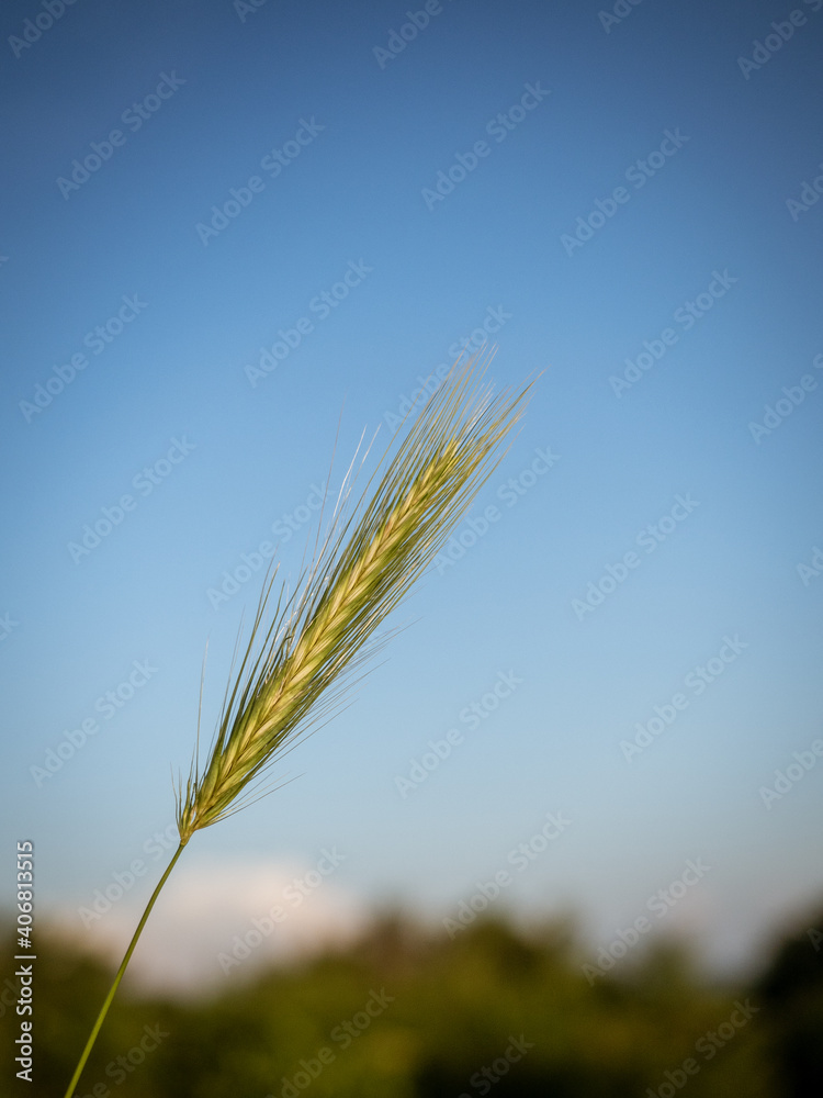 False barley - Hordeum murinum. Blue sky on background. Copy space. False barley - Hordeum murinum. Blue sky on background. Copy space.
