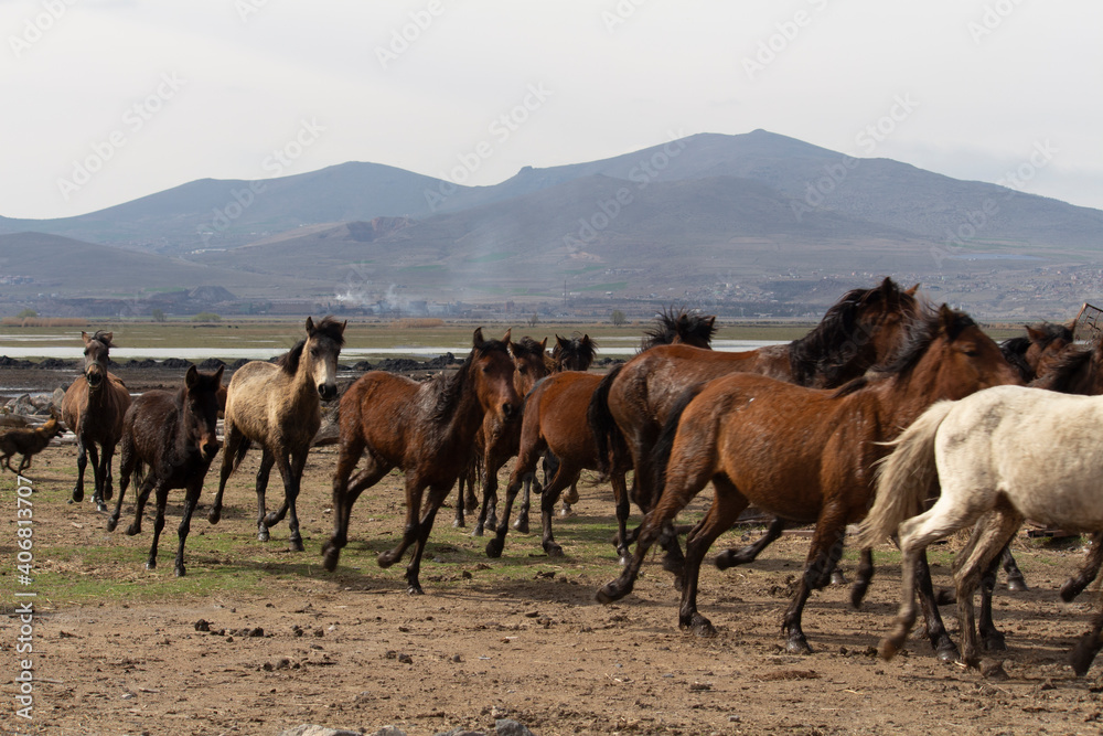 herd of horses