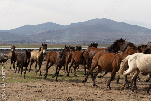 herd of horses © ahmet