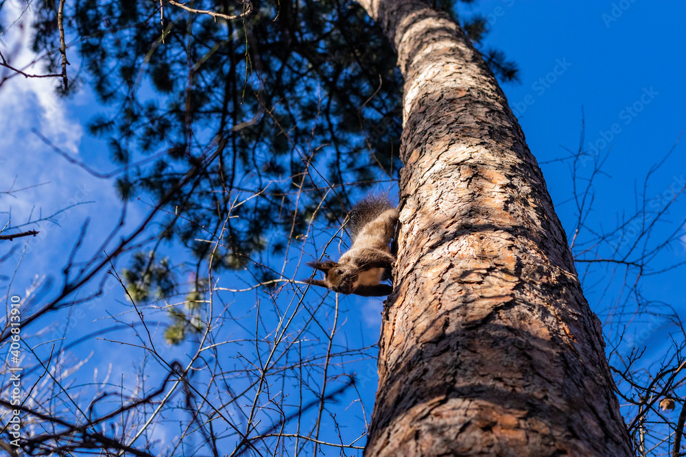 Fototapeta premium A small squirrel climbs a tree in the park