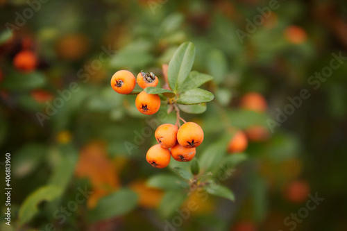 orange rowan berries on a branch hang against the background of a green bush of foliage and a tree
